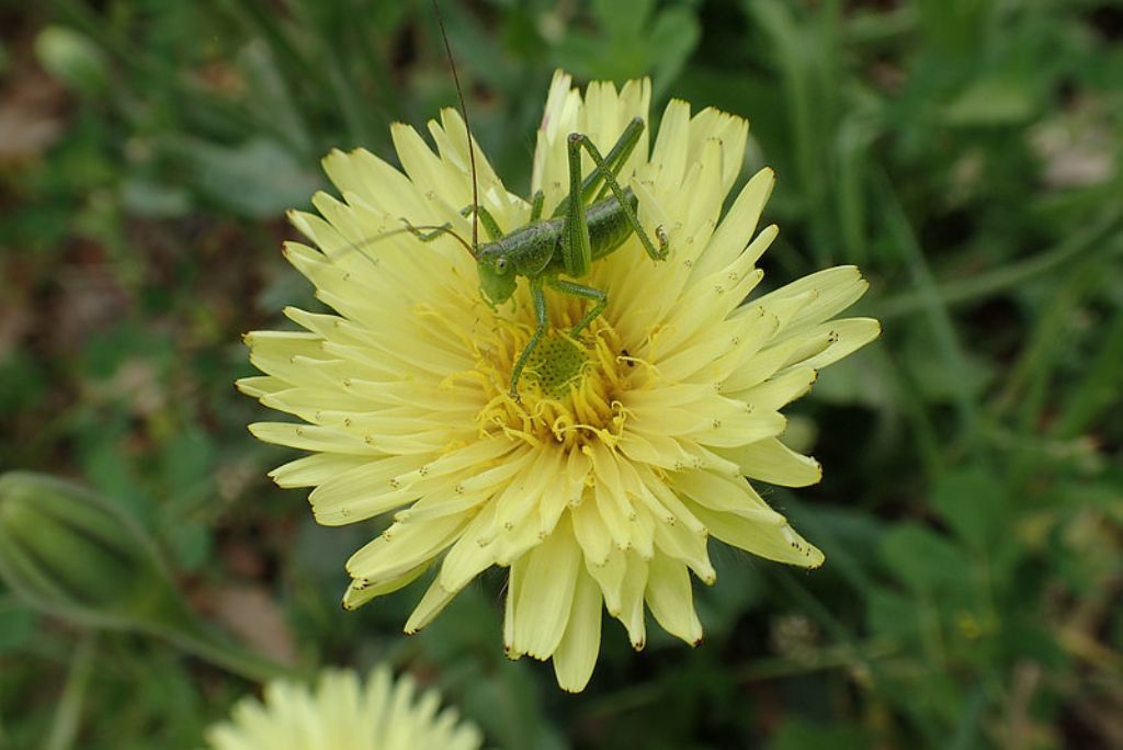 Neanide di Tettigonia viridissima su Urospermum dalechampii